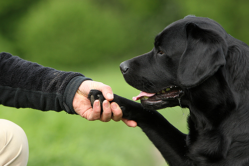 Heidelberg Hills Labradors